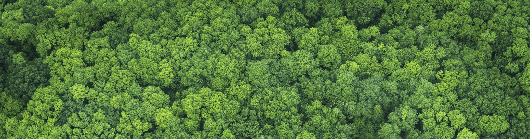 ����-���α����������������������